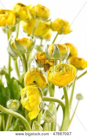 Ranunculus giallo 