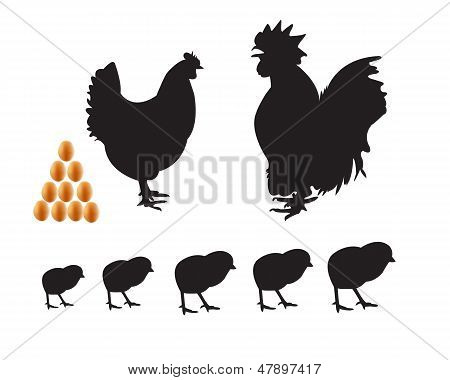 Kuřecí Bantam kuřat vejce