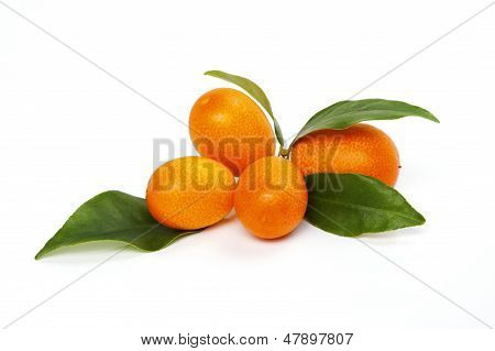 kumquaty