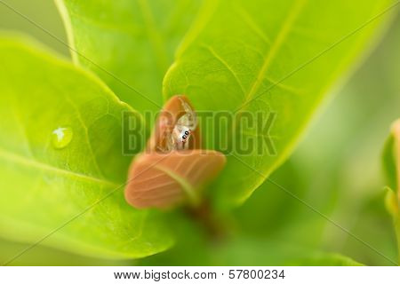 Female Epocilla Calcarata Jumping Spider Hiding In Between The Leaves
