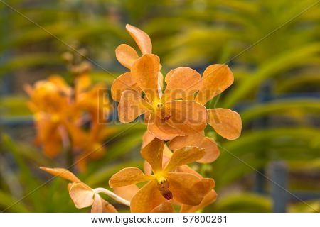 Orange Mokara Orchids