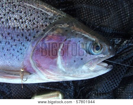 Rainbow Trouts Head With Hares Ear