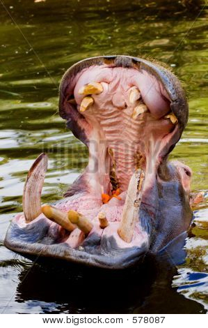 Open Wide