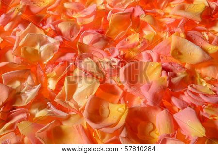 Rose Petals
