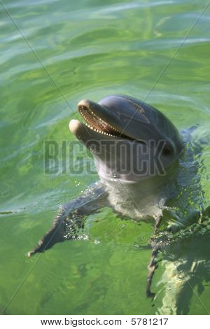 Delfino