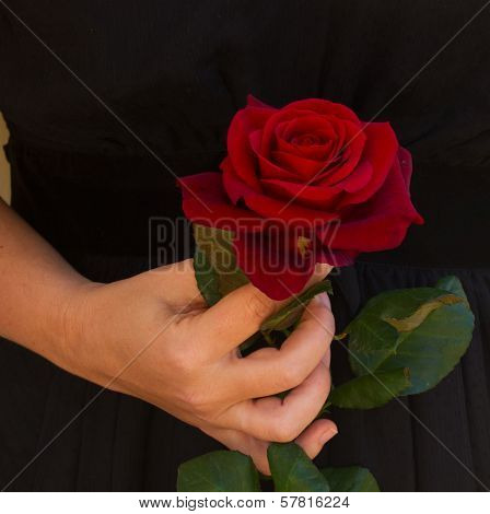 woman holding red rose