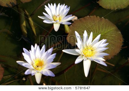 Trio Water Lillies