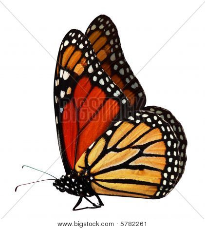 Monarchvlinder