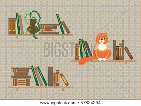 bookshelves and a cat