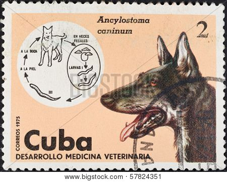 Life Cycle Of Ancylostoma Caninum In Dog