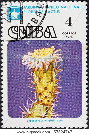 Blossoming Of Cactus