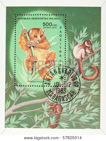 Potto (perodicticus Potto) Lori