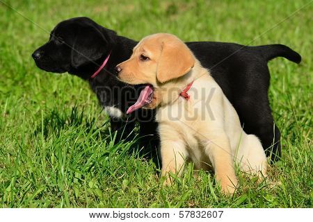 black and gold