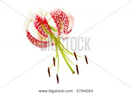 Lilium Grammatophyllum Var. Gloriosoides