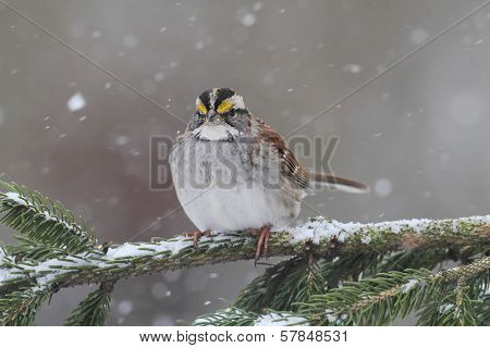 Bird In Snow