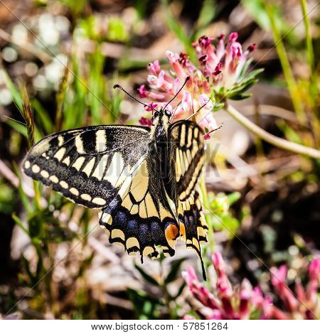 Butterfly