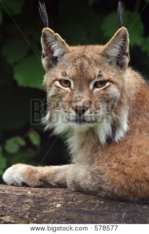 Lynx