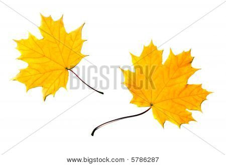 Ahornblatt