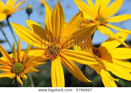 Helianthus Tuberosus - żółte kwiaty