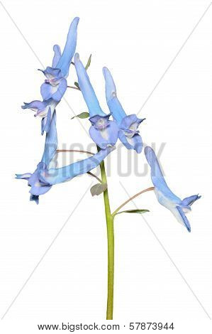 Flowers Of Birthwort