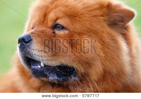 Retrato de cachorro Chow Chow