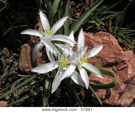 Star Lily