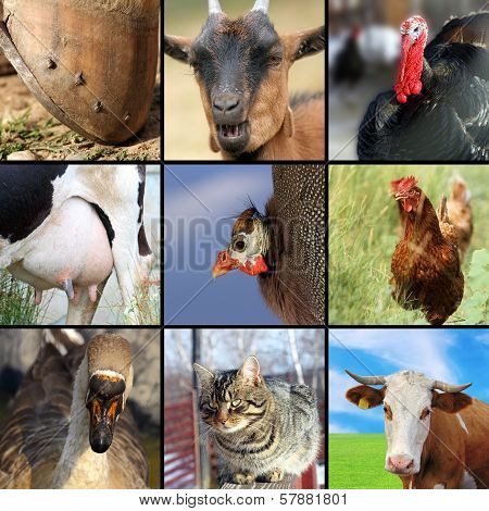 Collection Of Different Farm Animals