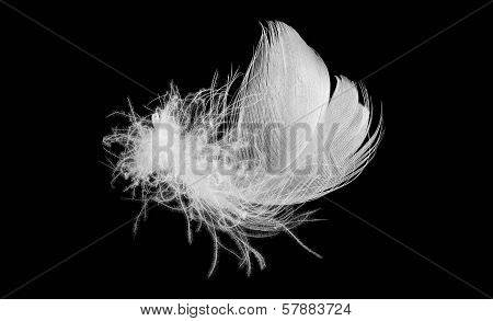 white and soft