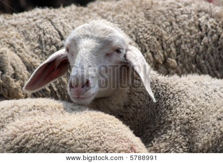 Sheep In The Taunus Mountains