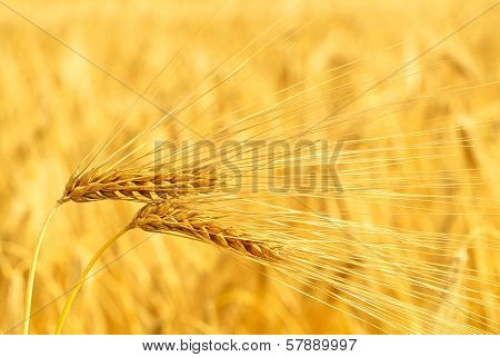 barley