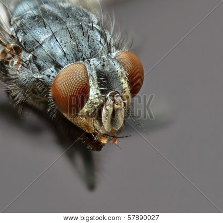 fly