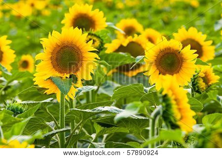 Sunflower Field