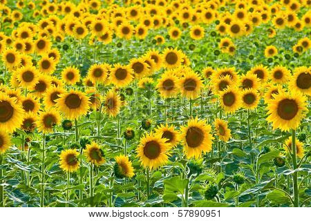 Sunflower Field