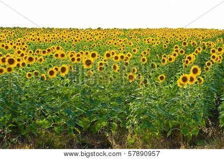 Sunflower Field With White Sky