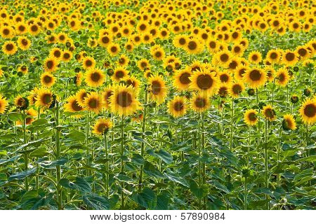 Sunflower Field