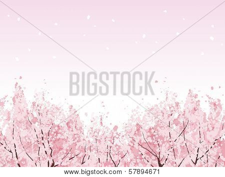 Full Bloom Of Beautiful Cherry Blossom Trees