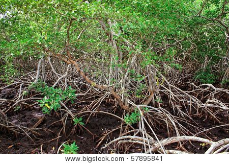 Mangrove forest in Colombia islands caribbean Mucura