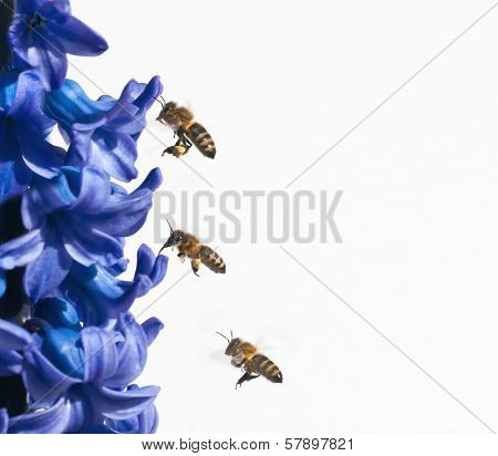 industrious bees