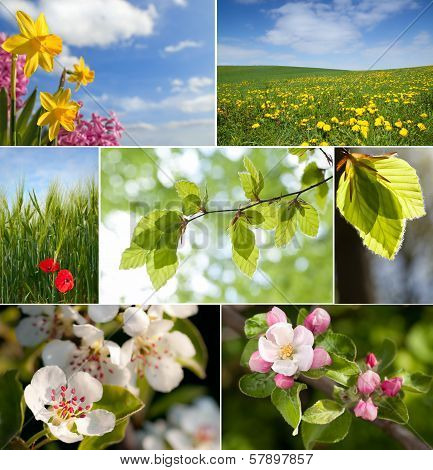 spring