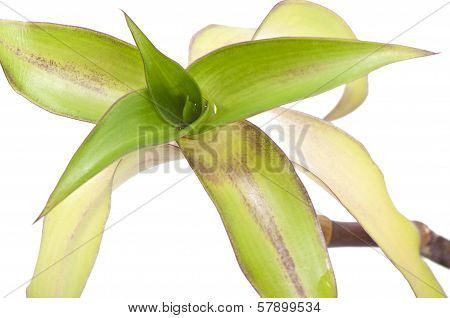 Callisia fragrans