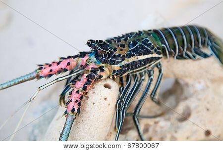 Langouste on the piece of coral