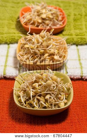 Lentil Sprouds