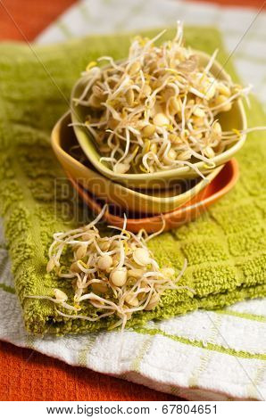 Lentil Sprouds