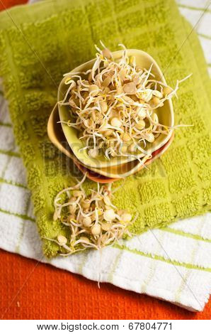 Lentil Sprouds