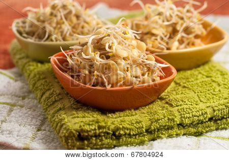 Lentil Sprouds