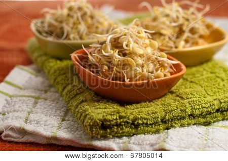 Lentil Sprouds