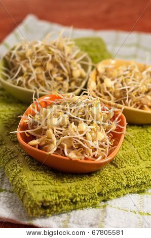 Lentil Sprouds