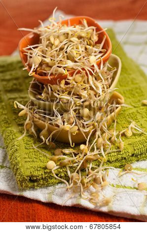 Lentil Sprouds