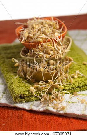 Lentil Sprouds