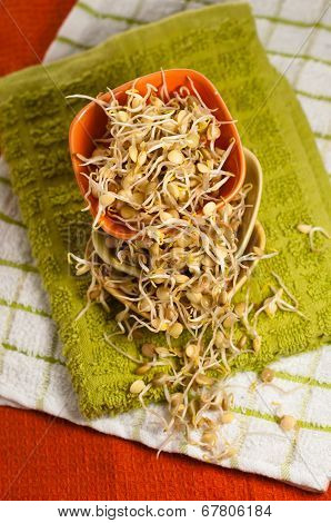Lentil Sprouds